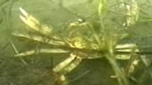 nb-greencrab-ii