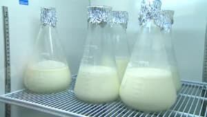 si-mothers-milk-300