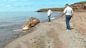 pe-mi-westcape-whale
