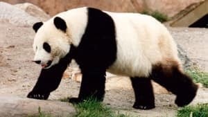 mi-300-panda-rebecca