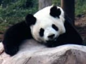 160-panda