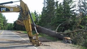 mi-white-pine-felled-300
