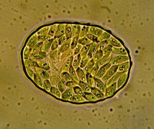 algae---internal
