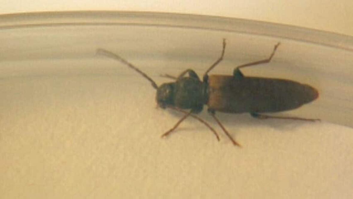 Scientists to spray for longhorn beetle near Halifax Nova Scotia