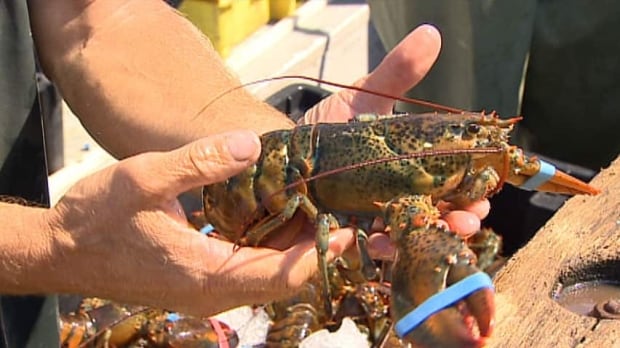 pe-hi-lobster-held