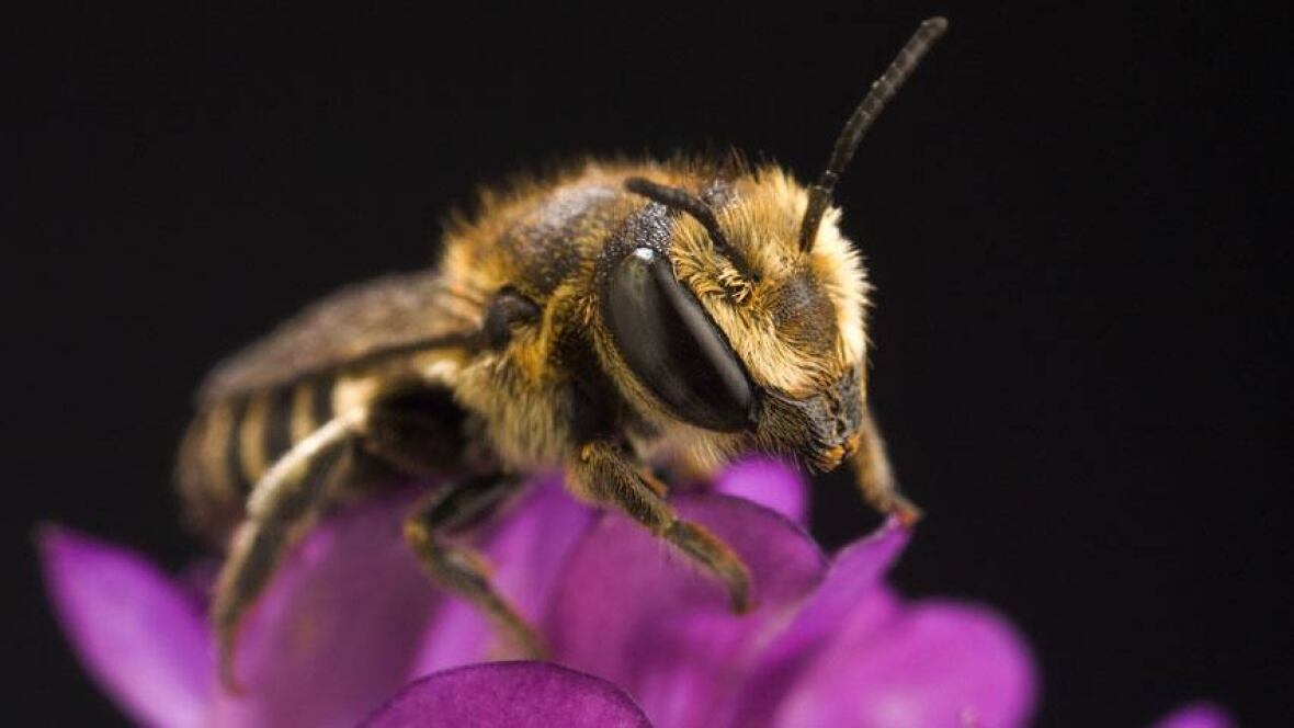 sask bees abuzz over 200k for research saskatchewan sask bees abuzz over 200k for research saskatchewan