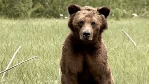 hi-bc-130905-grizzly-bear-hunting-4col