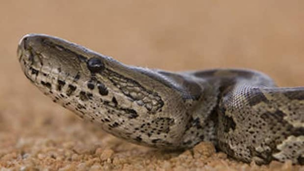 Type of snake linked to death of N.B. boys banned in Sask