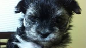 300-morkie-cp-03888132