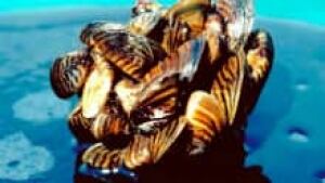 hi-zebramussels220usdepartmentag-ap-cp