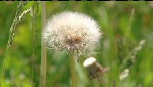 pe-hi-dandelion-seed-4col