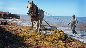pe-hi-irish-moss-harvest-4col