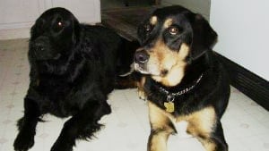 si-bc-120731-diesel-death-row