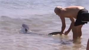 ii-sharkwrestler