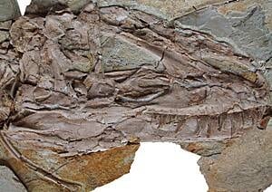 sm-220-tyrannosaur-skull-nature
