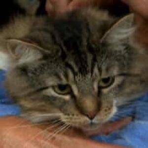 trooper-the-cat-20120727