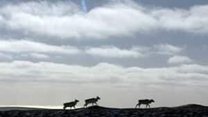 nl-li-caribou-horizon-file