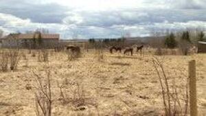 hi-forgotten-farm-3col