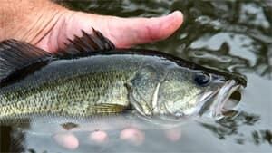 sm-300-largemouth-bass-istock