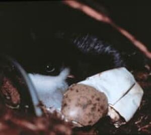 si-bc-130623-ancient-murrelet-chick-1
