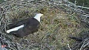 mi-yukon-eagle-cam