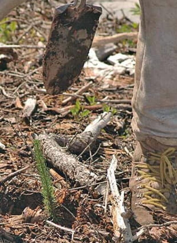 Moose Creek Reforestation :: photo