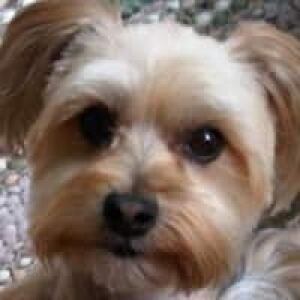 200-dog-