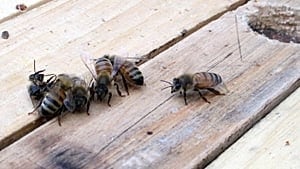 gi-bees-300