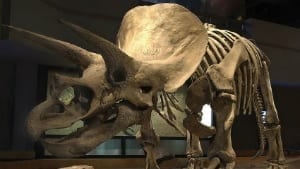 si-dinosaur1