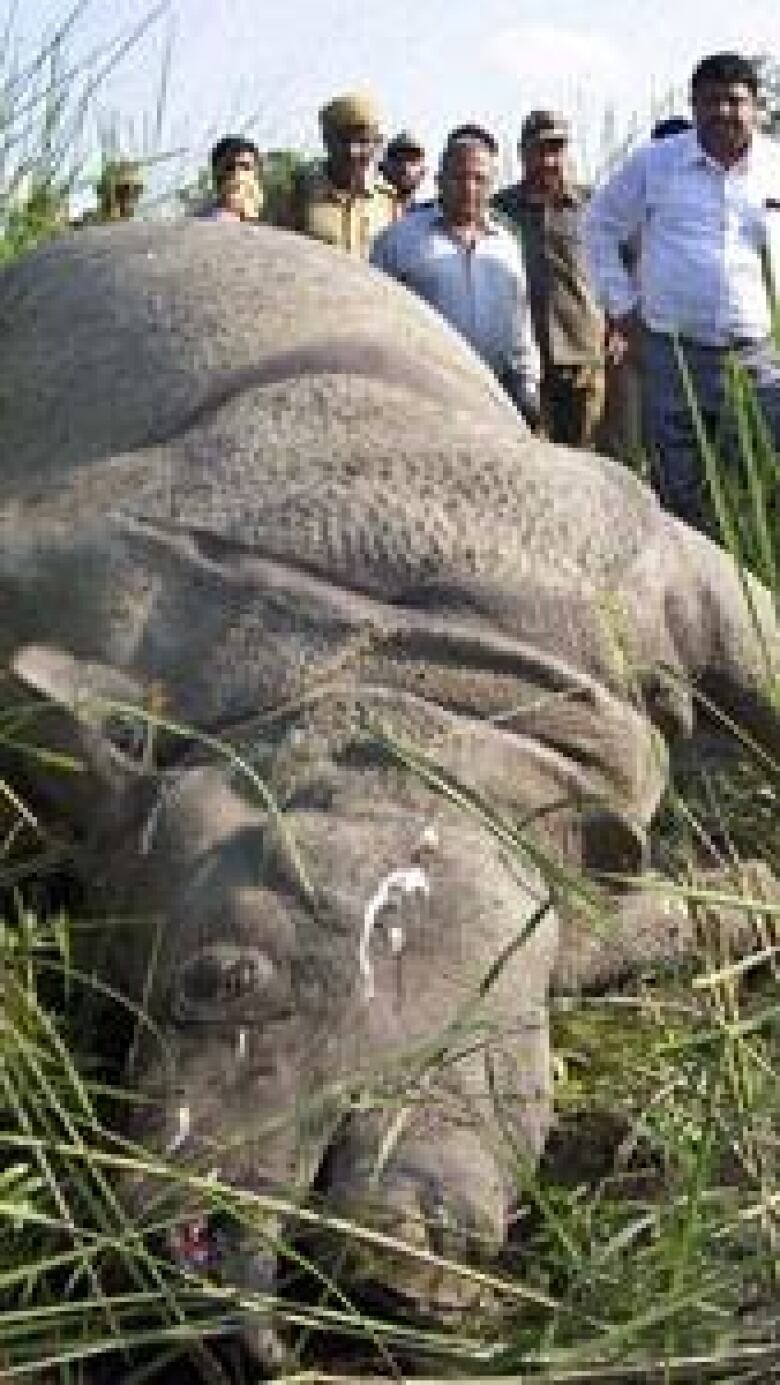 Poachers tranquillise rhino to remove horn in Assam