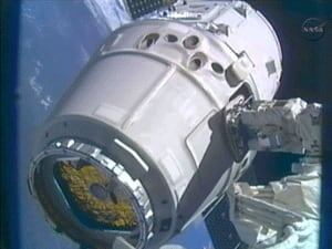 si-dragon-closeup