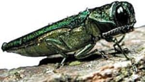 wdr-220-emerald-ash-borer