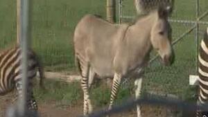 hi-ns-zonkey