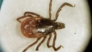 si-lyme-disease-tick-220-cp