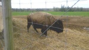 pe-hi-buffalo-land-4col