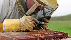 li-300-beekeeper