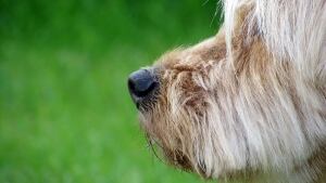 hi-dog