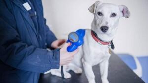 hi-dog-chip-03944798