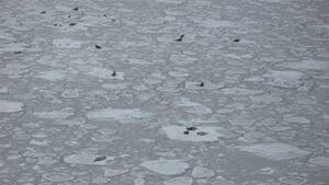 pe-mi-seals-on-ice