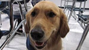 hi-golden-retriever-852-392-4col