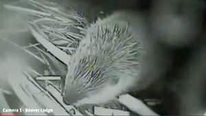 sm-300-castorcam2