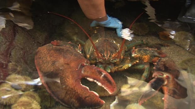 hi-mtl-lobster-biodome-852