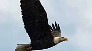 ii-eagle-220