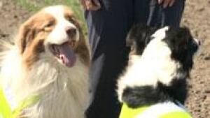 si-ott-geese-bordercollies-