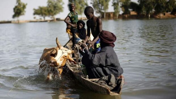 hi-mali-cow-cp03934056
