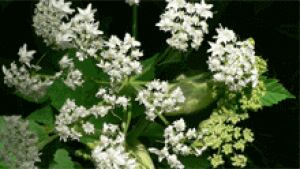 nb-cow-parsnip