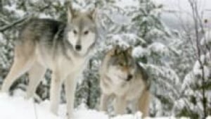 si-bc-120130-wolves-snow-kill