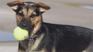 mi-kona-dog-sandpits