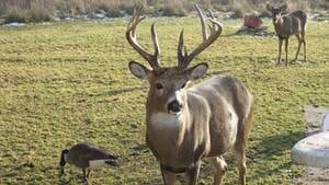 li-620-cranbrook-deer-4col