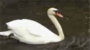si-ott-swans-royal220